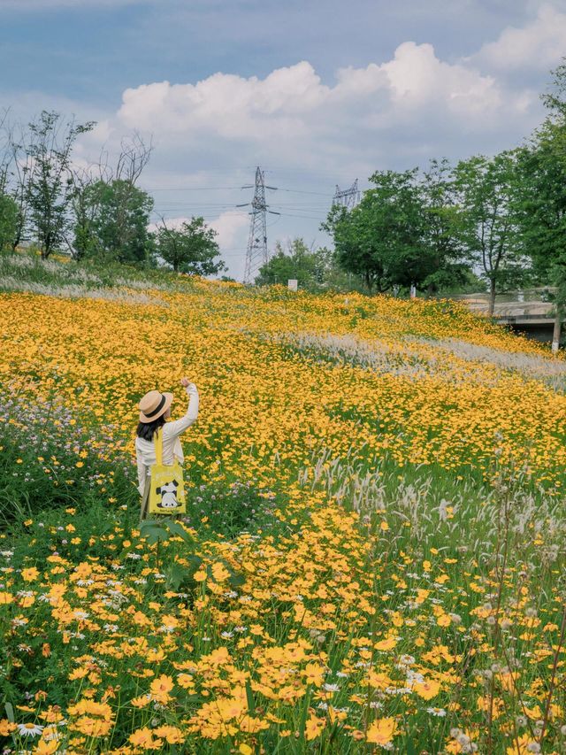 騎行尋寶！成都玉石濕地公園，邂逅超大規模花海