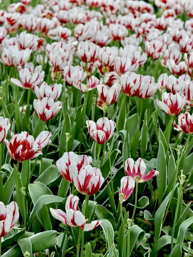 魔都｜大寧公園鬱金香開滿遍地～～