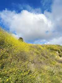 我在洛杉矶找到了風之谷｜Wildwood 遠足