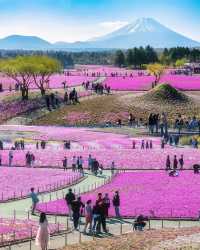 富士本栖湖·限定芝櫻祭。