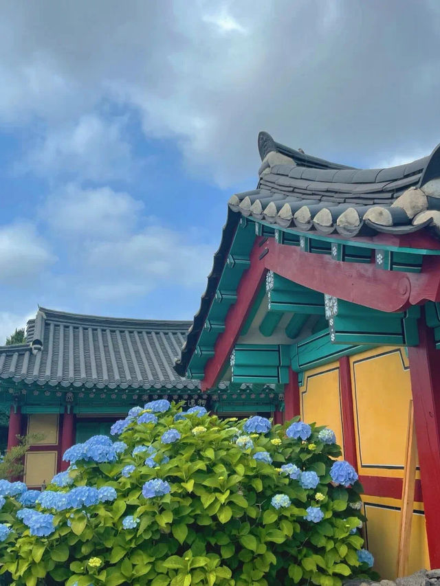 你去看了吗？
济州夏季的绣球花