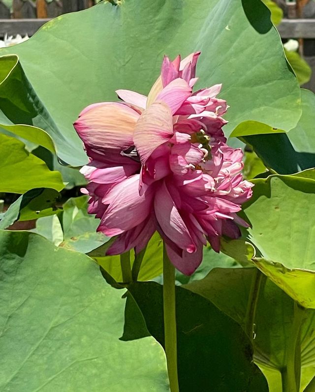 蓮花池公園～很幸運看到了的並蒂蓮