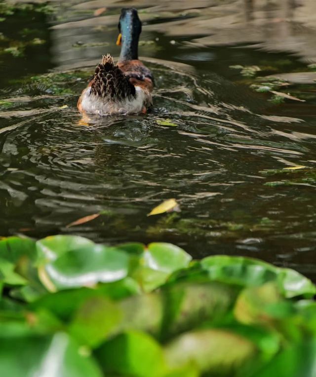 天津夏日賞荷好去處—天津水上公園。