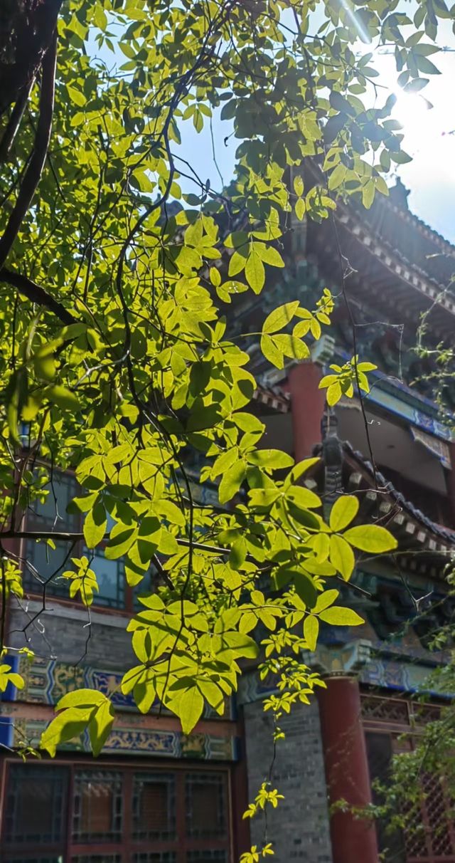【古城深處，正昇園裡的悠然時光】