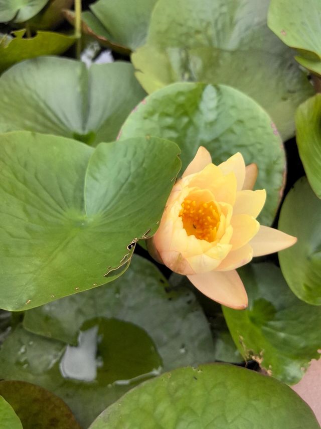 寧波~植物園~花開彼岸,一落千年。
