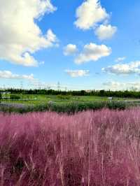 濱江森林公園的粉色夢境，秋日裡的浪漫詩篇。