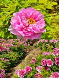 洛陽牡丹：免費賞花地圖，從市區到山區！！！。