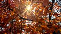 紅葉染盡「坡峰嶺」。