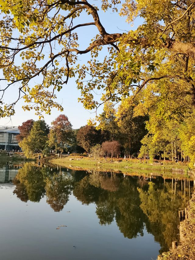 南京｜中山植物園的秋色已經美到了巔峰。