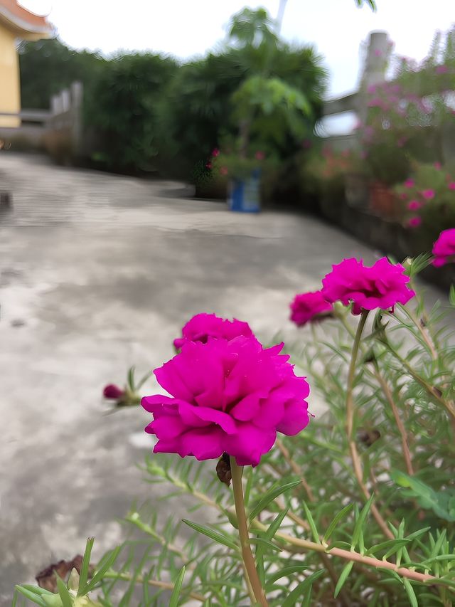 高州市區風景。