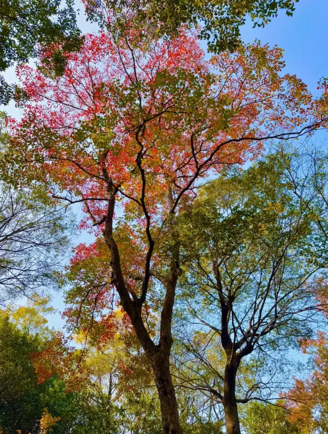 In Yangzhou, the ginkgo trees have turned yellow. Why not come and enjoy the romantic scenery? 