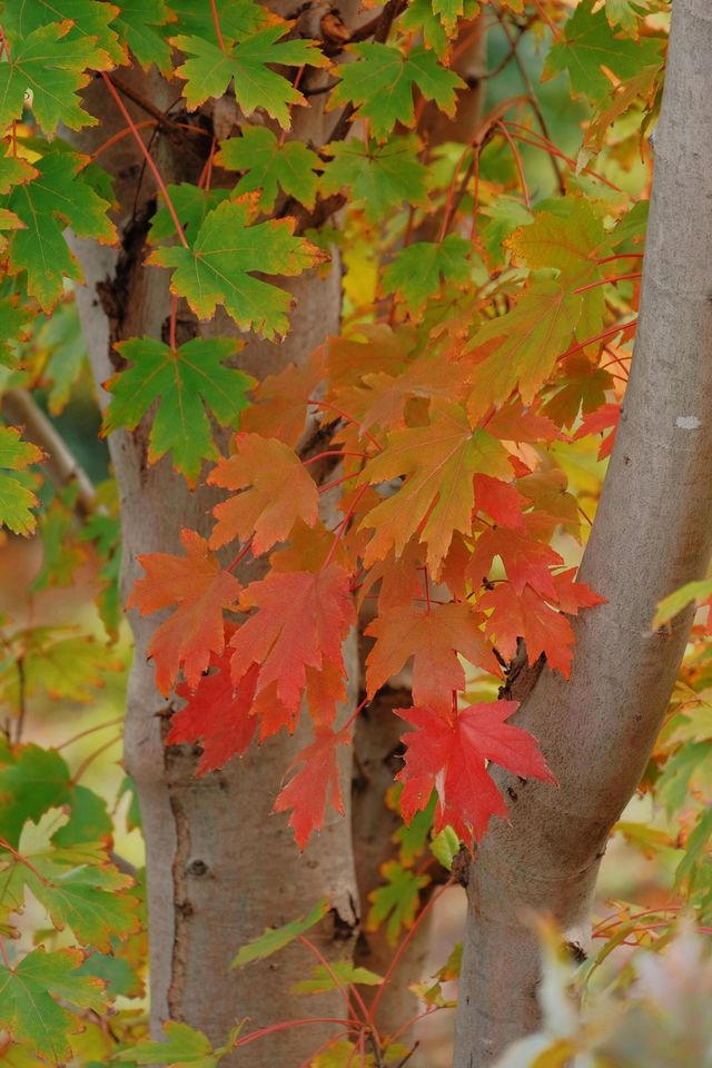 11月20日實拍上海這裡的楓葉已經紅啦。