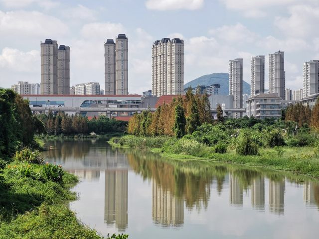 浙南威尼斯三垟濕地丨江南的夏日秘境。