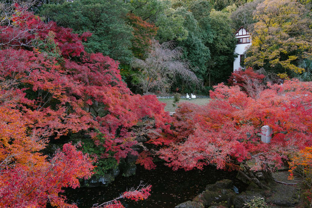 京都之另闢蹊徑｜楓葉花園大山崎山莊美術館。