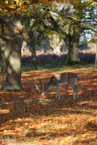 倫敦周邊遊 Bushy Park 有鹿精靈。