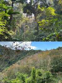 西雙版納最後悔去…西雙版納基諾山雨林徒步攻略。