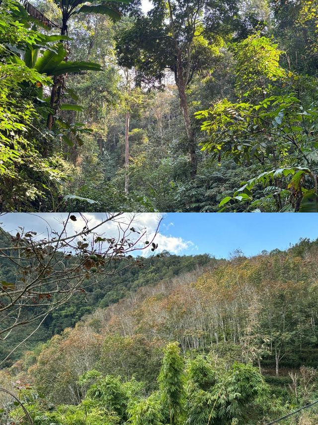 西雙版納最後悔去…西雙版納基諾山雨林徒步攻略。