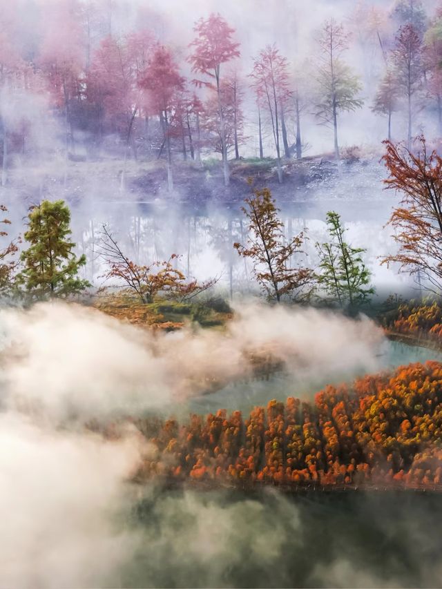皖南川藏線｜千畝紅杉林美成一幅油畫。