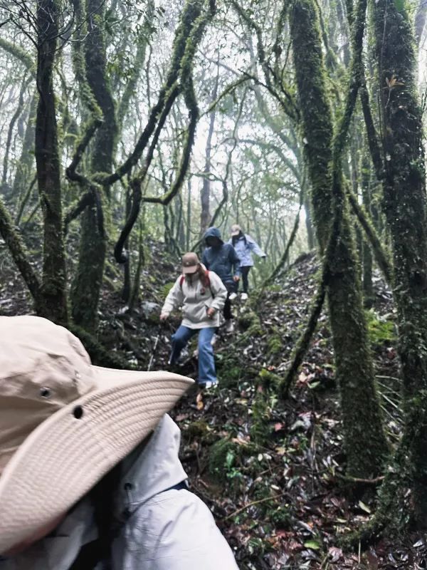 哀牢山保姆級攻略1.0🌳帶你領略自然之美