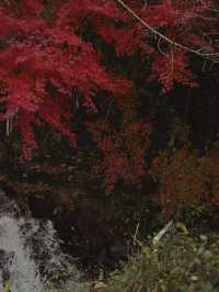 南通如皋·水繪園｜一日遊園免費觀賞滿天楓葉