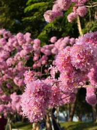 12.18實況：接下來一個月紫花風鈴木盛開