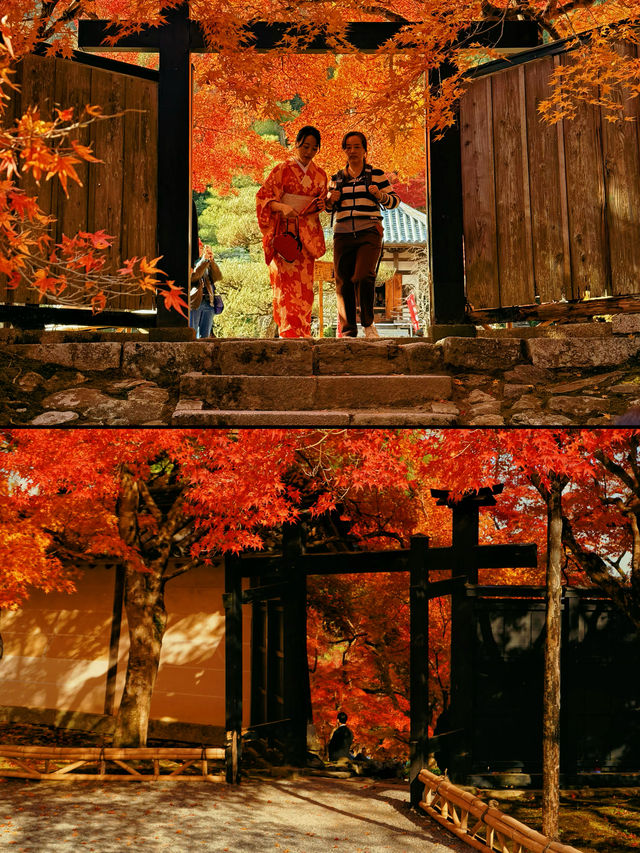 京都·二尊院紅葉的馬場｜體驗和服之美！