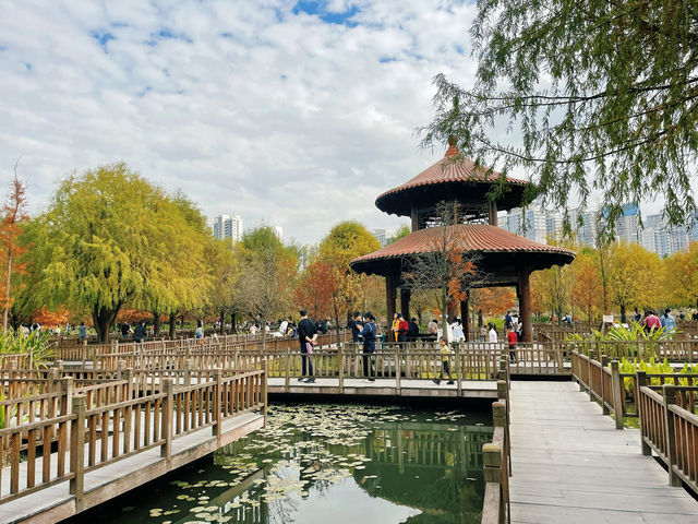 廈門濕地公園落羽杉紅了？？？