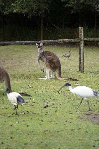 打卡澳大利亞考拉王國：凱維森動物園