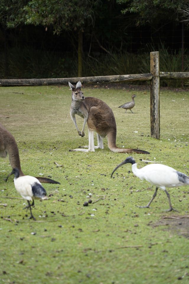打卡澳大利亞考拉王國：凱維森動物園