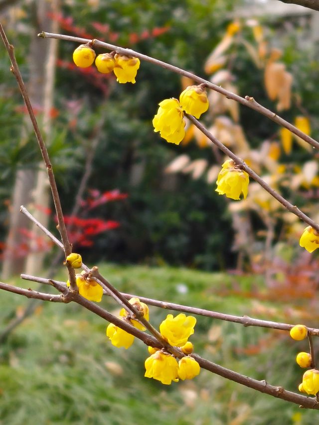 小眾公園有臘梅展