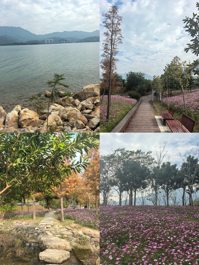 深圳白沙灣公園：有山有海有花的夢幻之地