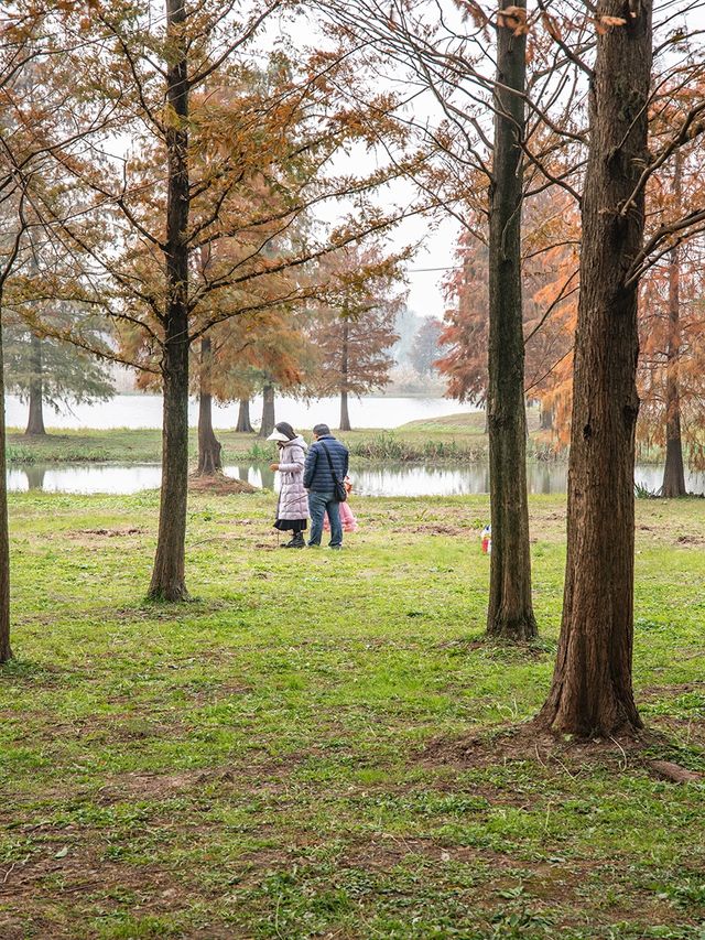 青西郊野公園