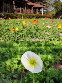 園博苑1-2月賞花攻略春節限定別錯過