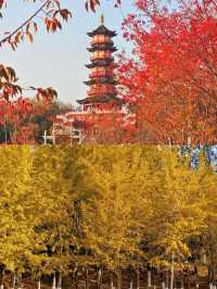 被南昌象湖濕地公園治癒了