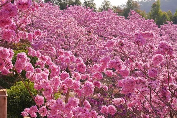 綠美生態園：紫花風鈴木拍照攻略