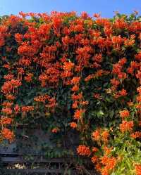 深圳香蜜公園橘黃花瀑來襲，盛花期美到犯規