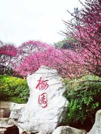 重慶踏青賞梅之彩雲湖