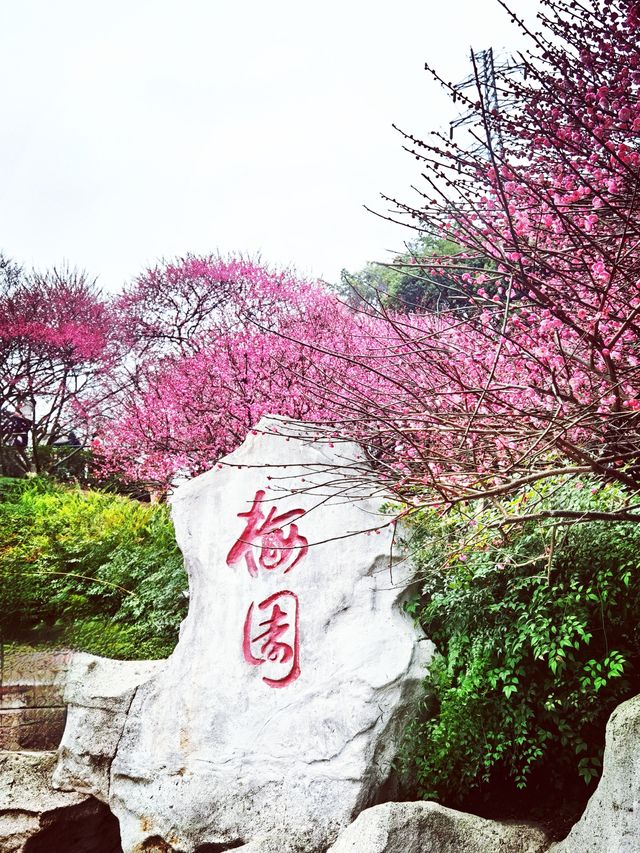 重慶踏青賞梅之彩雲湖
