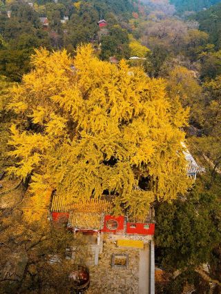 曲阜三孔-泰山3日遊 超詳細攻略 不繞路