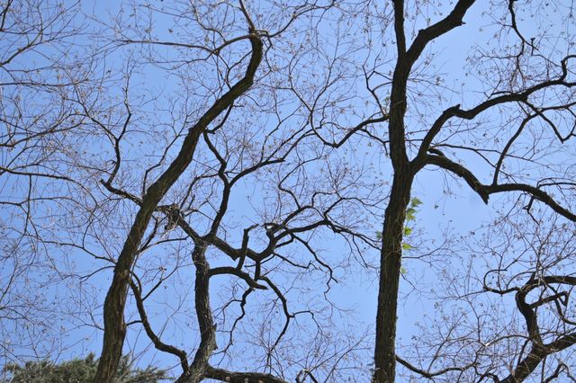 桂林西山公園的臘梅開啦 