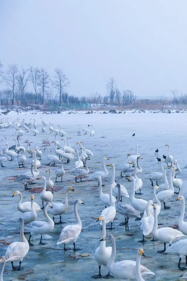 3天2夜，邂逅威海的浪漫與療癒