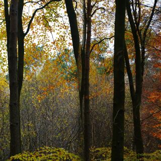 Hiking on Beacon Hill in Loughborough: A Unique Natural Journey