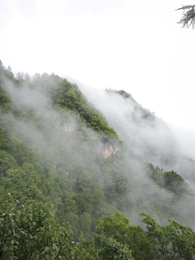 神農架探秘之旅 與國寶大熊貓零距離接觸攻略