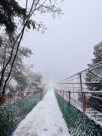 萬畝櫻花田，配上雪景真美了