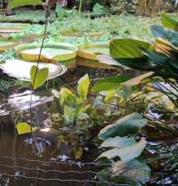 探秘圖爾庫植物園：北歐的綠色仙境 