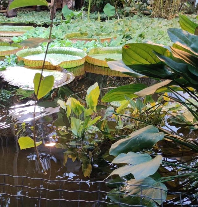 探秘圖爾庫植物園：北歐的綠色仙境 