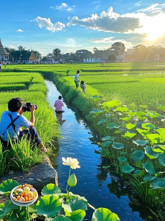 泰境青蓮，心靈牧歌