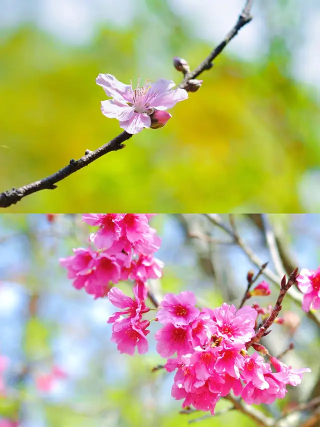 深圳桜観賞日帰りツアー‖おすすめスポットと注意点