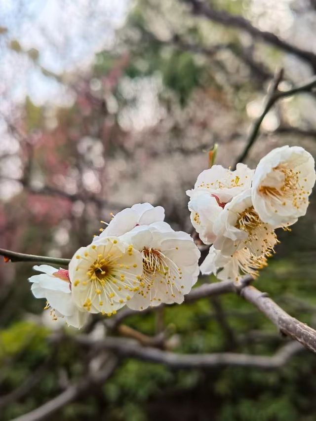 收藏好這份攻略,帶你去清涼山「梅」開眼笑 收藏好這份攻略,帶你去清涼山「梅」開眼笑
