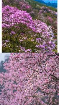 九皇山花溪辛夷花
